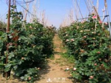為什么藤本月季價格差異大？月季網(wǎng)基地告訴你