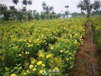 為什么月季的桿子會(huì)黑了？月季蚜蟲有哪些危害？如何防治？