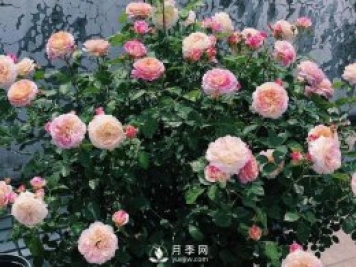 春天月季這樣施肥，花量更大！