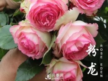 春天來了，粉龍月季什么情況下需要抹芽？