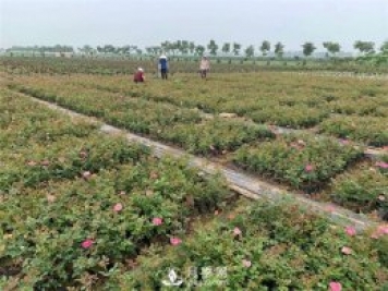 盆花月季的種植過(guò)程大家了解多少？