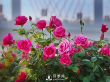 盆花月季基本常識(shí)淺析