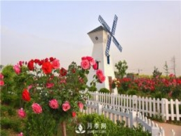 南陽樹狀月季有什么特點(diǎn) 養(yǎng)好盆花月季怎么做