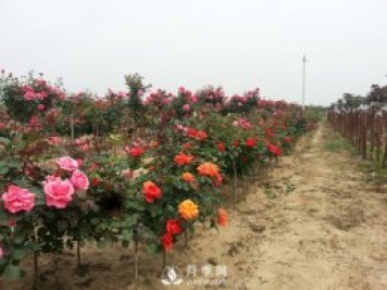 快速培育南陽樹狀月季如何做 盆花月季怎么養(yǎng)好
