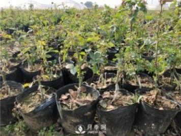 南陽樹狀月季如何培育 怎么養(yǎng)好盆花月季