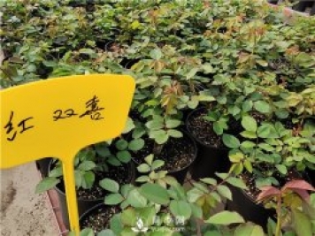 盆花月季基地介紹常見盆栽植物的功效