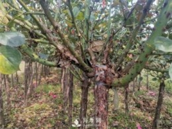 如何快速培育南陽(yáng)樹(shù)狀月季 南陽(yáng)月季樹(shù)如何嫁接易成活