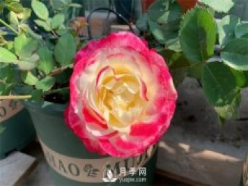 紅雙喜月季，顏色非常喜慶，名字非常俗氣