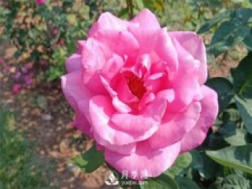 2021月季花展，深圳人民公園300多個(gè)月季品種期待……