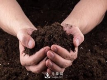 月季網(wǎng)教你搞懂有機(jī)肥與化肥究竟有什么不同