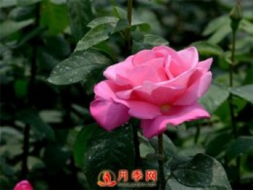 月季花如何修剪？你心里還沒有點(diǎn)數(shù)嗎？
