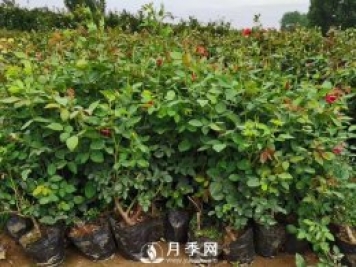 盆花月季的夏季管理養(yǎng)護(hù)技巧