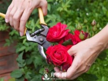 月季花的具體修剪時間？