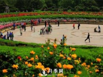 沒有了月季花，再怎么美麗的城市，都只是一座空城