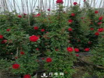 藤本月季的修剪誤區(qū) 這個冬天你千萬別中招！