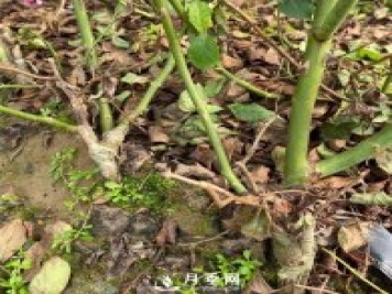 關(guān)于月季的嫁接你不來(lái)看看嗎