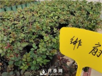 初春花卉“施肥”時機正好，要注意幾點