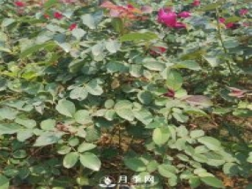 地栽月季的優(yōu)點 你知道嗎