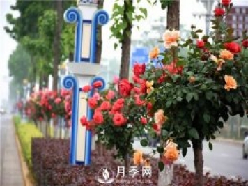 2021年城市園林綠化工程中月季的優(yōu)勢(shì)和品類分析