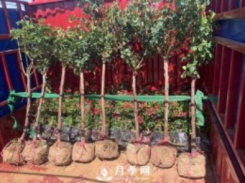 月季網(wǎng)干貨：月季樹發(fā)貨，運輸，卸貨，栽種，養(yǎng)護必看