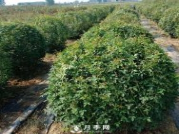 春天來了，采購造型月季花球的好時機
