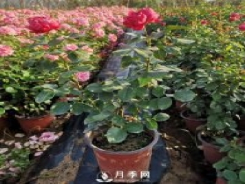 月季花修剪的時間 什么時候剪枝？