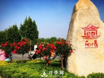 八成市場(chǎng)盡歸南陽(yáng)月季 說說南陽(yáng)月季有多牛