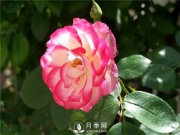 月季花怎么栽培和養(yǎng)護(hù)？全面的養(yǎng)殖方法交給你