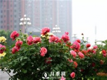 樹狀月季、豐花一、地被月季：園路景觀“多變手”