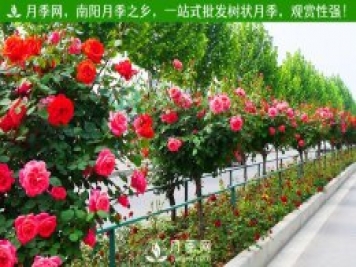多個城市會不會因為月季花綠化火爆網(wǎng)絡