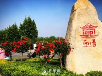 香飄神州，南陽月季努力實現(xiàn)月季產(chǎn)業(yè)轉(zhuǎn)型升級