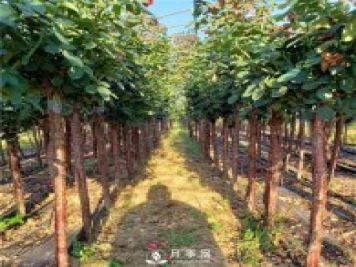 月季網(wǎng)為山西綠化工程供應樹狀月季