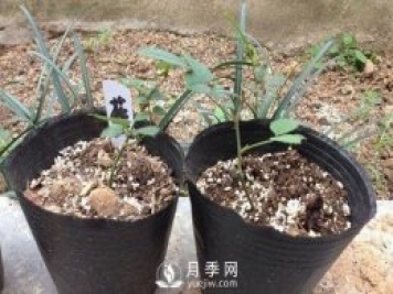月季牙簽苗的養(yǎng)護方法