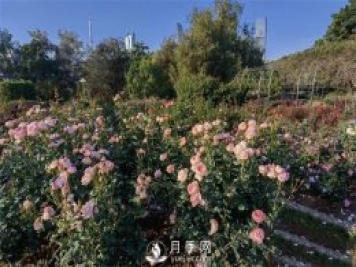 深圳免費(fèi)月季花展，人民公園月季花盛開