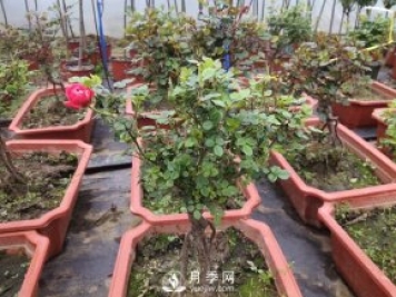 提根月季盆景，養(yǎng)一盆很愜意