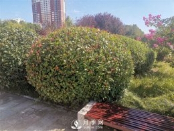 南陽紅葉石楠怎樣修剪成球？