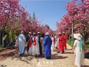 定位為月季主題公園，昆明呈貢區(qū)將集中打造彩云公園