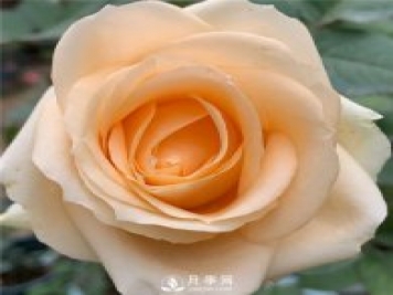 蜜桃雪山月季，杏黃色切花月季，溫柔有你