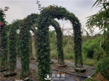 大氣漂亮的月季拱門該如何制作？