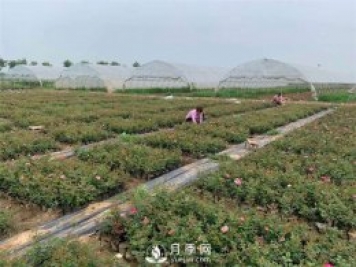發(fā)酵有機(jī)肥不徹底對(duì)月季的危害你知道嗎？
