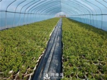 月季該如何緩苗你知道嗎？(花友的經(jīng)驗總結(jié))