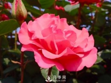 新手應(yīng)該如何修剪月季？不同類型有辦法