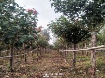南陽月季之鄉(xiāng)，全國月季中心，批發(fā)品種齊全