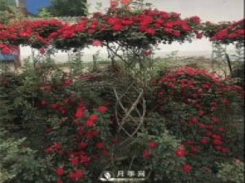 同樣的月季，不一樣的玩法，南陽造型月季系列