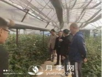 玉溪市開展國(guó)家級(jí)月季鮮切花 高效無(wú)土栽培標(biāo)準(zhǔn)化示范區(qū)中期檢查