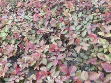 南陽(yáng)月季小苗3月長(zhǎng)勢(shì)茁壯，4月進(jìn)入上市售賣期