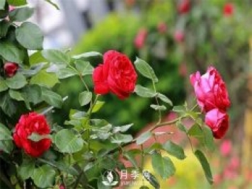 微月和藤本和灌木月季的區(qū)別，超容易分辨！