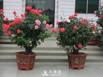 樹樁盆景的制作方法，樹樁盆景月季制作教程