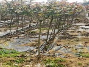 南陽小青桿月季批發(fā)，品種豐富花色多