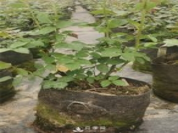 大花豐花大號營養(yǎng)缽月季苗批發(fā)